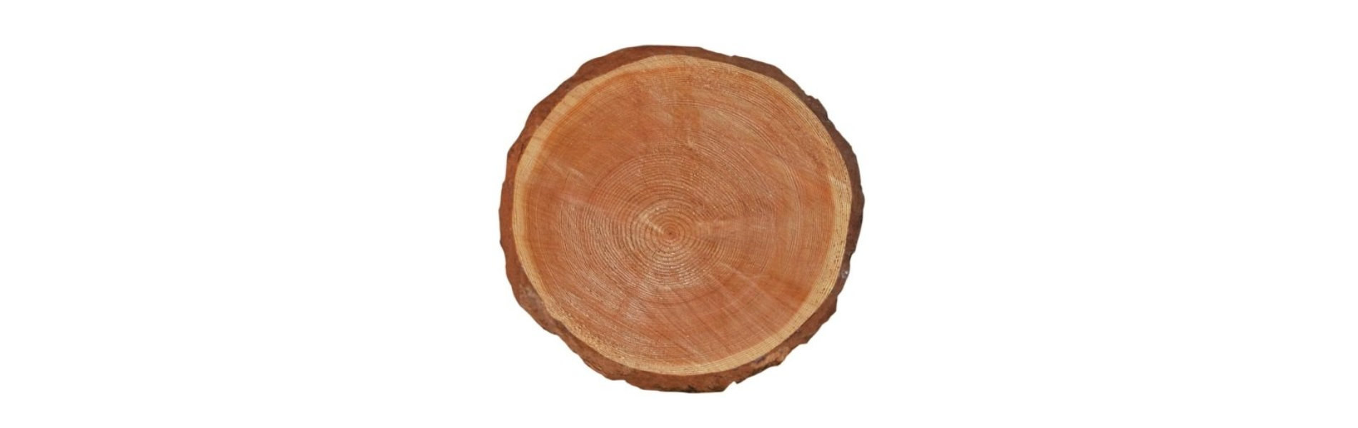 Taglio piante in prossimità delle linee elettriche aeree Taglio piante in prossimità delle linee elettriche aeree